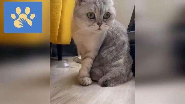 Эти Смешные Животные | Юмор Для Поднятия Настроения