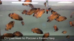 Астронотус красный оскар Astronotus Ocellatus Red Oscar продажа оптом