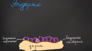 •КОЖА• строение эпидермиса кожи (часть 1)