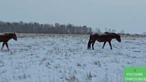 Табун Русских тяжеловозов в декабре, после затяжных 40°С морозов. Дикая природа северного Казахстан