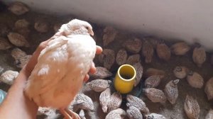 Отличие пород перепелов Феникс и Техасский мясной//Реасил кормовой материал для кур и перепелов