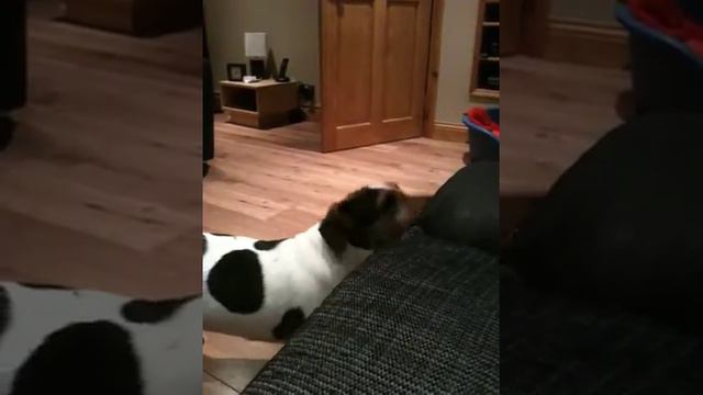 Ben the dog not liking the Mars monks ad смотреть онлайн