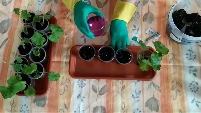 КАК УКОРЕНИТЬ ГЕРАНЬ смотреть онлайн
