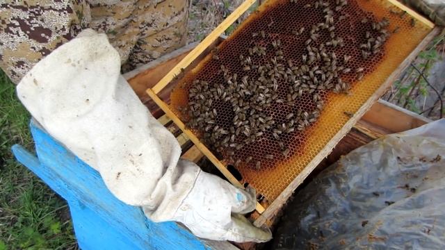 2 Часть ОСМОТР ПЧЕЛОПАКЕТОВ ЧЕРЕЗ 20 ДНЕЙ ПОСЛЕ ПЕРЕСЕЛЕНИЯ В УЛЕЙ??? смотреть онлайн