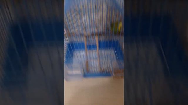 Оборудование клетки моего попугая 2 смотреть онлайн