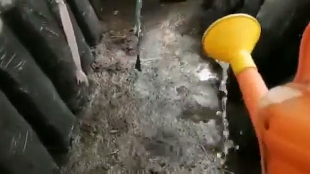Выращивание грибов вешенка в теплице.