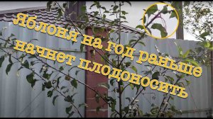Сделайте так, и ваша яблоня даст плоды на один год раньше.