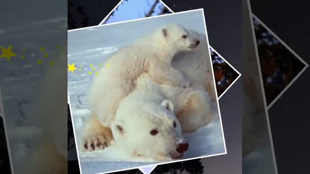 Песенка медведицы. смотреть онлайн