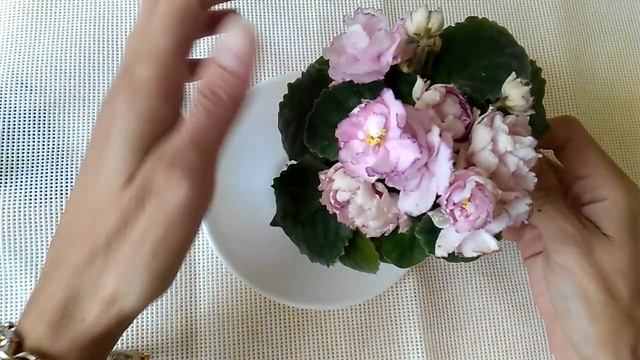 Первое цветение молодой розетки АВ Розовые Розы) Я просто обожаю этот сорт!!! смотреть онлайн