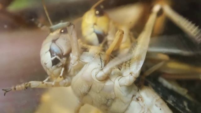 Olympus OM-D E-M5 -- видеосъемка, макро смотреть онлайн