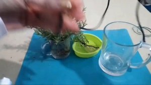 История про РОЗМАРИН откуда привезла зачем посадила ФИТИЛЬНЫЙ ПОЛИВ