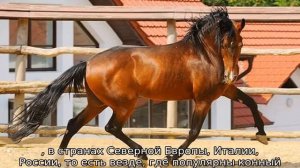 Американские породы лошадей