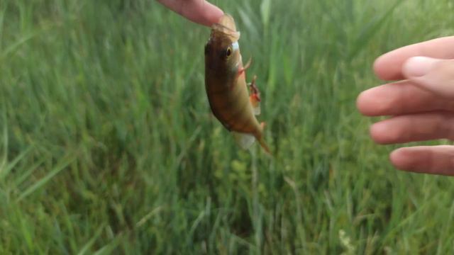 РЫБАЛКА В КАМЫШАХ! Ловля окуня на поплавочную удочку смотреть онлайн