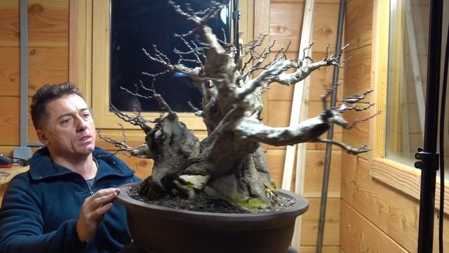 SandevBonsai - A new one / Carpinus смотреть онлайн