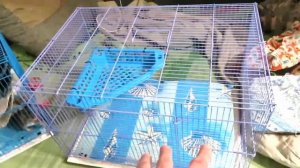 Жрём человеков! ? Как переселить дикую крысу , без последствий. ? (Wild Rats | Дикие Крысы) ?