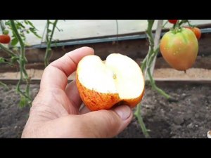 Как ускорить созревание перцев и томатов?