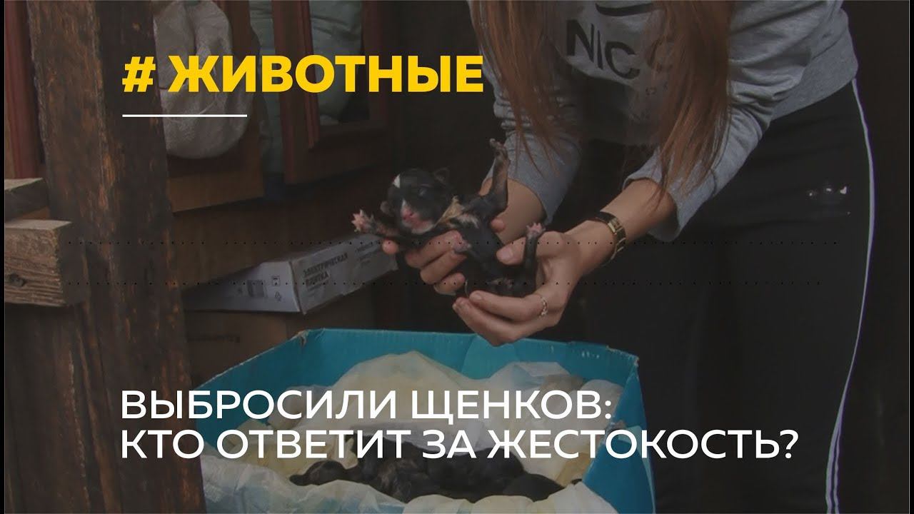 Жестокостью отвечая на жестокость. Выбросила щенка в овраг. Выброшенный щенок картинки.