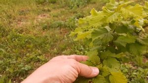 фундук почему плохо растёт?