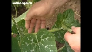 20 как вырастить дыню в теплице