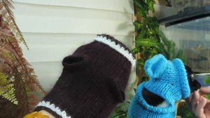 ПРОДАЮ Щенка породы ЧИХУАХУА Мари Мистик Пигмалион / ПРОДАЮ вязаную ОДЕЖДУ для чихуа свитер , шапки