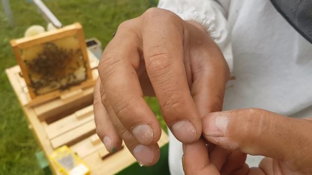 Как взять и пометить пчеломатку руками 3.06.2019 смотреть онлайн