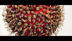 Видео о предоставлении услуг кейтеринга от компании Trapeza