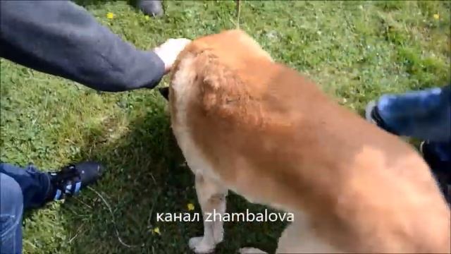 Малинуа - умная собака - бельгийская овчарка служит в армии