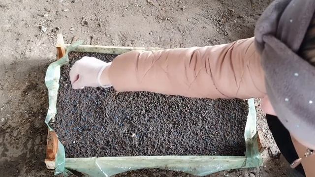 Посев капусты в феврале сорт боликор