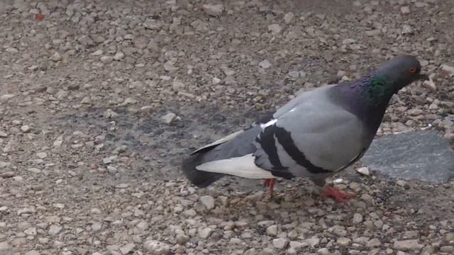 Olympus XA2 — идеальная плёночная мыльница? - пп12 смотреть онлайн