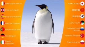 Bird Sounds: Emperor Penguin