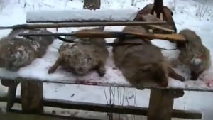 ИЖ-27. 16 КАЛИБР - на Промысле. Бобр. Норка. Ондатра. Охота в диких лесах.