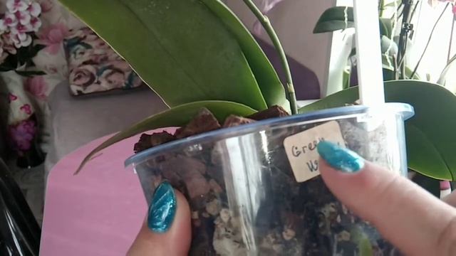 Орхидея "Green World"//Мой уход за ней//Какая посадка//Рекомендую смотреть онлайн