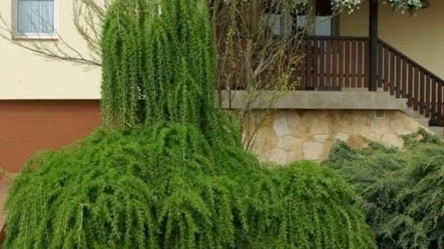 Лиственница в ландшафтном дизайне