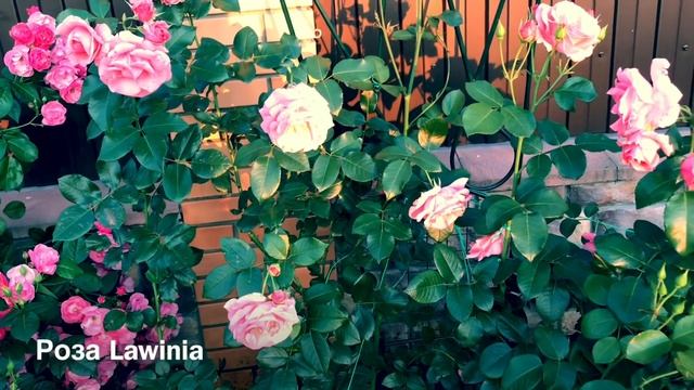 Розы.Идеальны для украшения забора. Barock, Angela, Lawinia,Polka.... смотреть онлайн