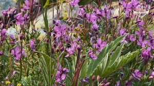 Куда сходить в горах Кавказа? Северная Осетия. ДИГОРИЯ. Ледник Тана.