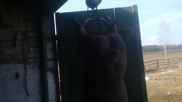 убой свиньи смотреть онлайн