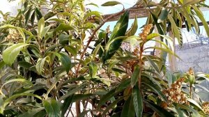 О МУШМУЛЕ ЯПОНСКОЙ И ЗАМЕЧАТЕЛЬНЫХ ЛЮДЯХ