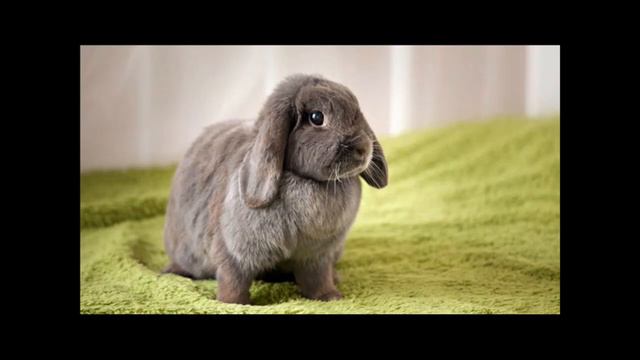 2023 - год ушастого! смотреть онлайн