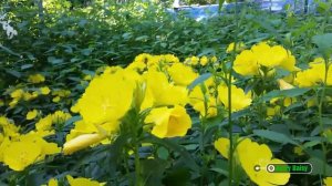 Today's  bloom,  featuring Sundrops