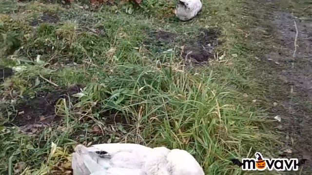 Обзор хозяйства,гуси гуляют, семья индоуток смотреть онлайн