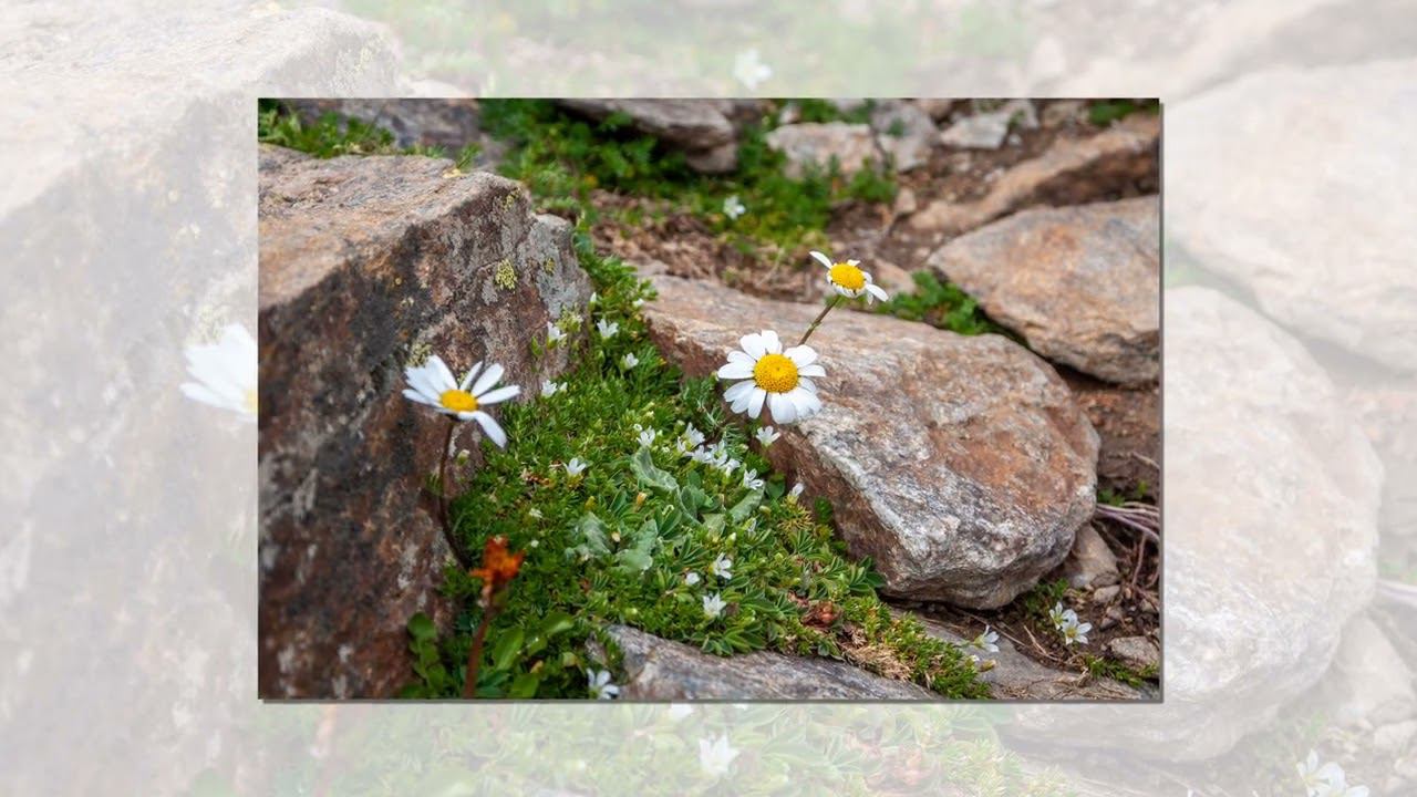 На горе Чегет.