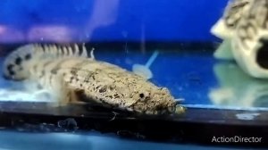 полиптерус Эндлихера Хичкок)))