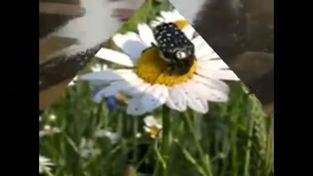 Владимир Асмолов Осень жизни автор ролика Анатолий Сенькин смотреть онлайн