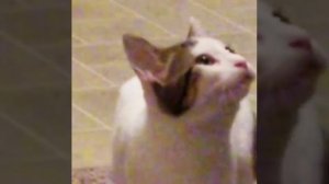 pop cat Original video