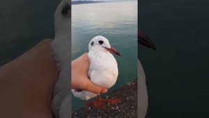 Поймал чайку на спиннинг, на черном море