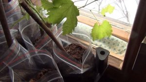 САЖЕНЦЫ ВИНОГРАДА НА ОКНАХ или ГДЕ ИМ ЛУЧШЕ?