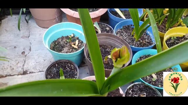 Plantas grandes y sanas de Hippeastrum Azucenas y Amaryllis abonandolas y Fertirregándolas смотреть онлайн