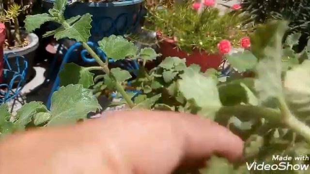 208 -2 din se lekar hafte me sadabahar Cuban Oregano Ajwain Leaf ke deron plants cutting se bnayen