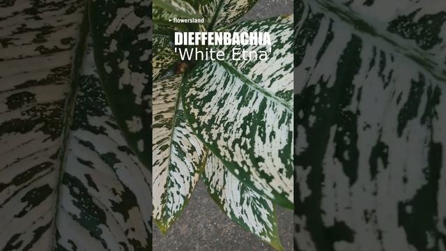 Диффенбахия 'Уайт Этна' (Dieffenbachia 'White Etna') смотреть онлайн