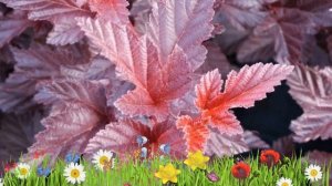 Пузыреплодник калинолистный Шух ? Обзор: посадка и уход. саженцы: описание и особенности